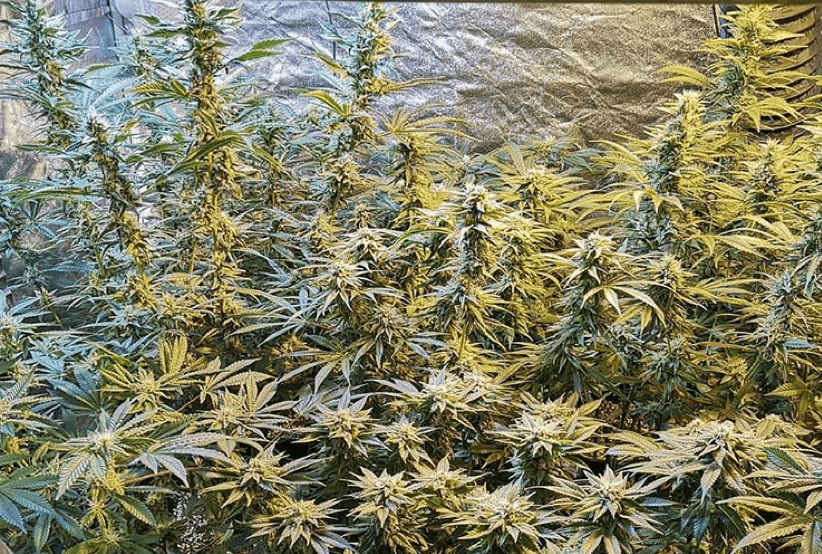 Holy Smoke Seeds, cannabis plants