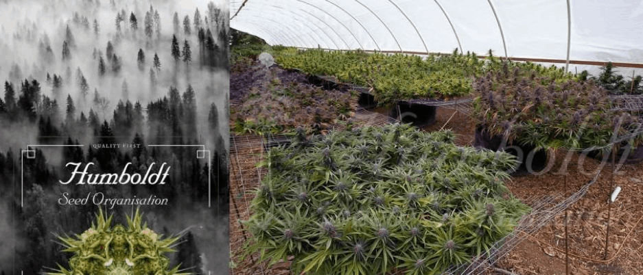 Humboldt Seeds greenhouse