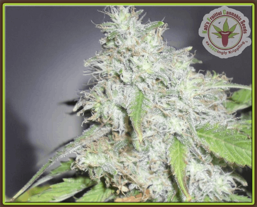 Kali's Fruitful Cannabis Seeds - Kali's White Shadow