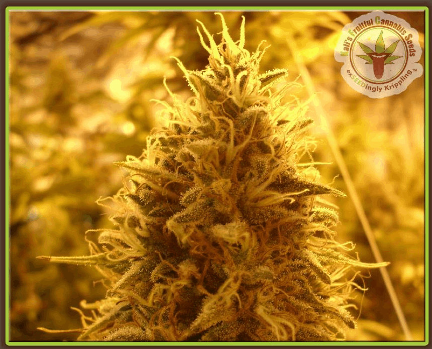 Kali's Fruitful Cannabis Seeds - Puff Puff Pass Out