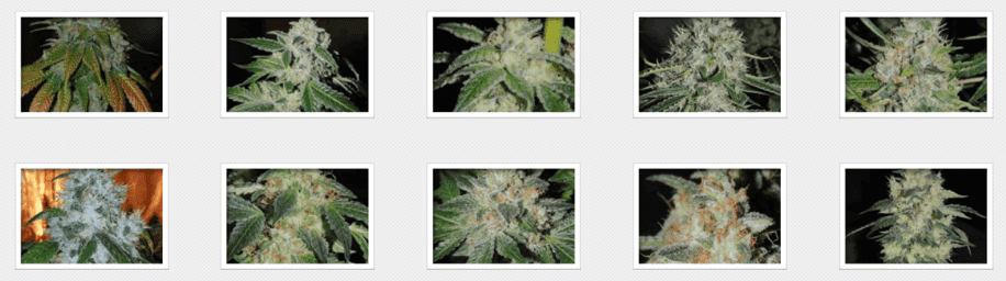 Karma Genetics strains