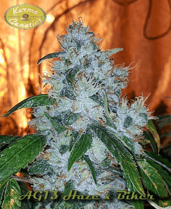 Karma Genetics - AG13 Haze x Biker