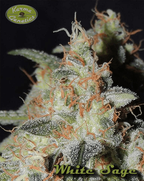 Karma Genetics - White Sage