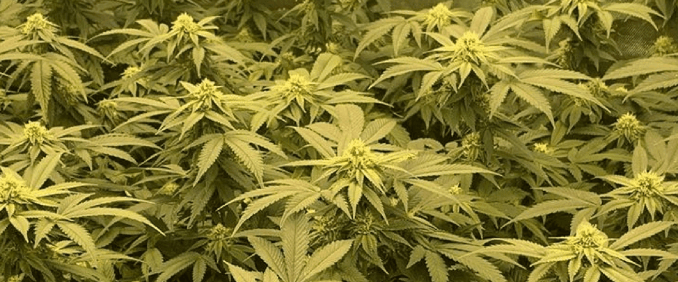 Kush Brothers Seeds - cannabis plants