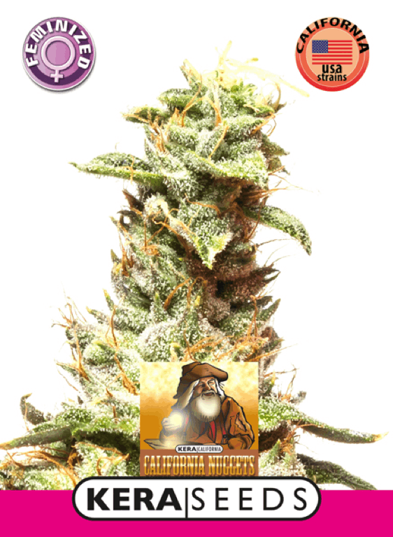 Kera Seeds - Kera California Nuggets strain