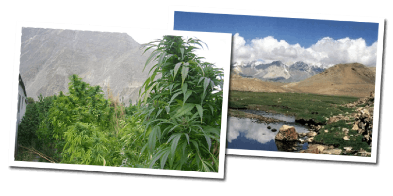 KUSH Cannabis Seeds