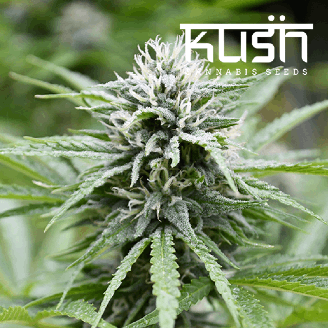 KUSH Cannabis Seeds - Fire Kush CBD Feminized