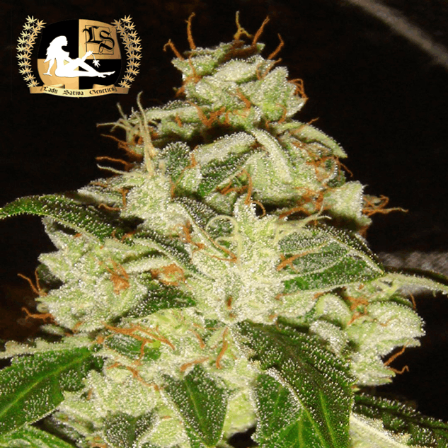 Lady Sativa Genetics - Knightsbridge OG