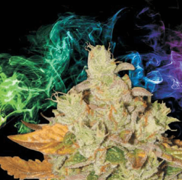 Lady Sativa Genetics - Orange Diesel V3 Haze