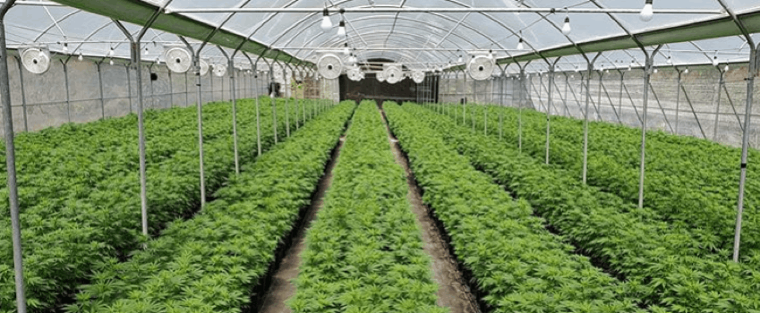 LaPlata Labs Seeds cannabis grow room