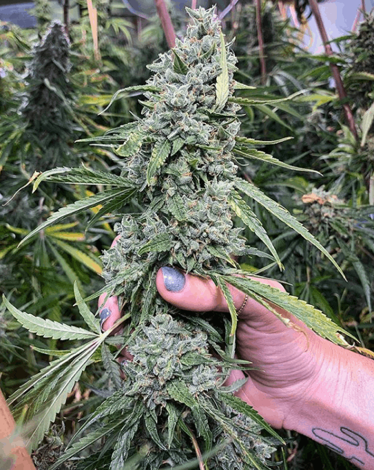 Loud Seeds marijuana