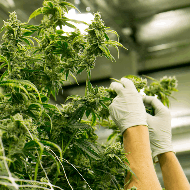 Medicann Seeds breeders inspecting cannabis plant