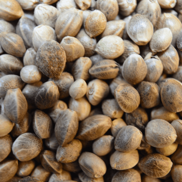 Medicinal cannabis seeds from Medicann Seeds