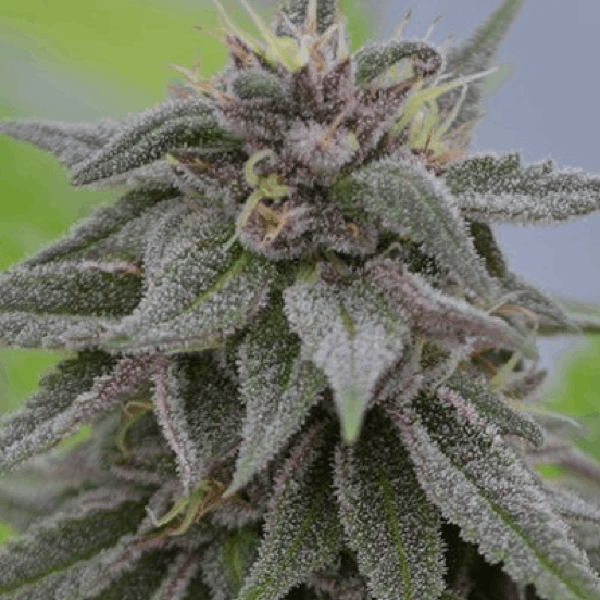 Medicann Seeds medicinal cannabis