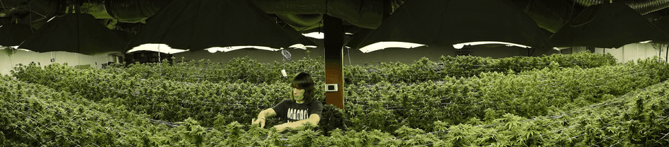 Medical Seeds cannabis large grow