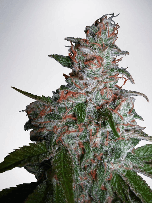 Ministry of Cannabis - Northern Lights feminized
