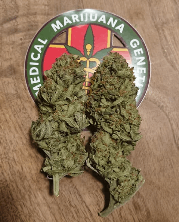 Medical Marijuana Genetics - cannabis bud on table