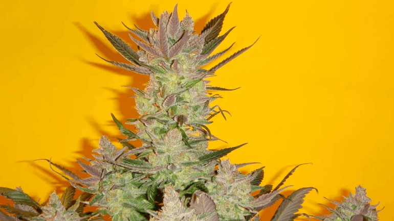 Mosca Seeds - Old Time Moonshine