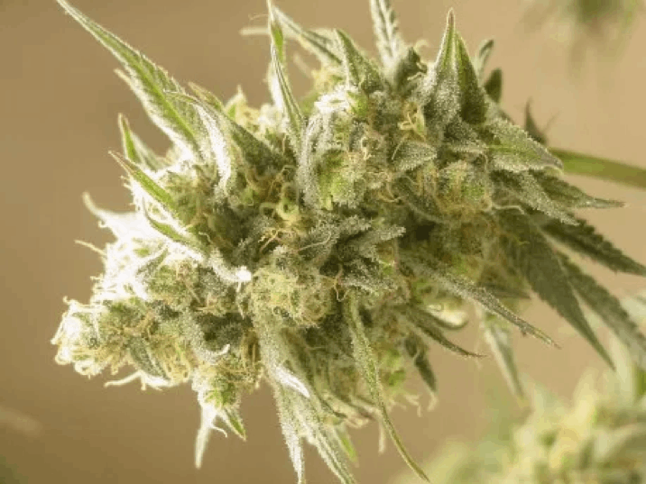 Mosca Seeds - Cinderella 99 BX