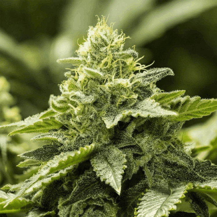 Moxie Female Seeds - Super Lemon Haze