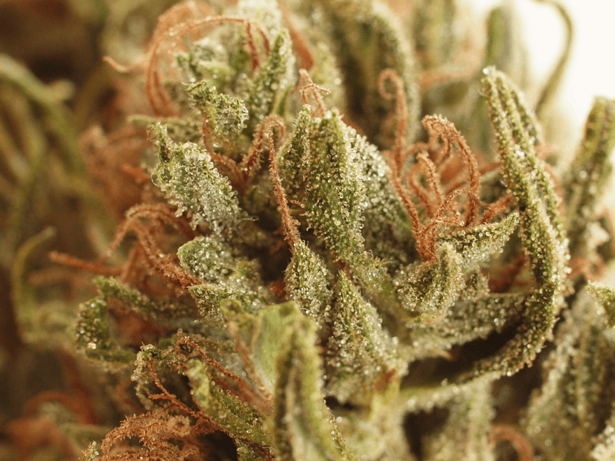 Mr Nice Seedbank - NL#5 x Haze cannabis