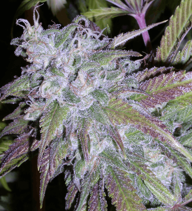 Next Generation Seeds - Dynamite marijuana