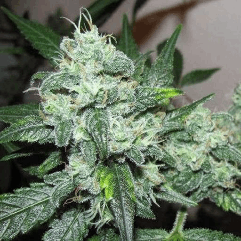 Nirvana Seeds cannabis