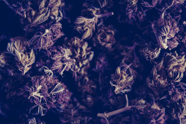 Original Delicatessen Seeds cannabis, green and Purple Kush