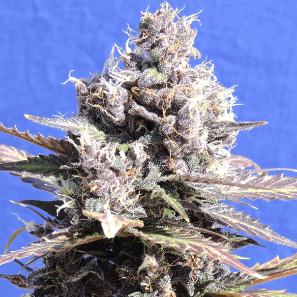 Original Sensible Seeds - Gelato