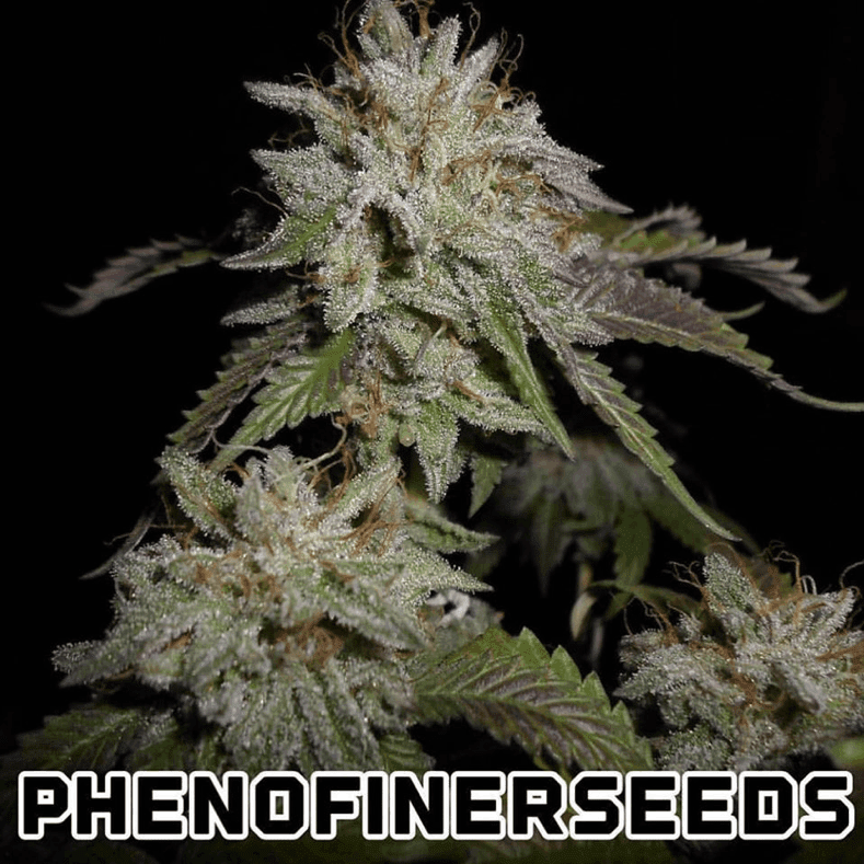 Pheno Finder Seeds - Sherbert S1