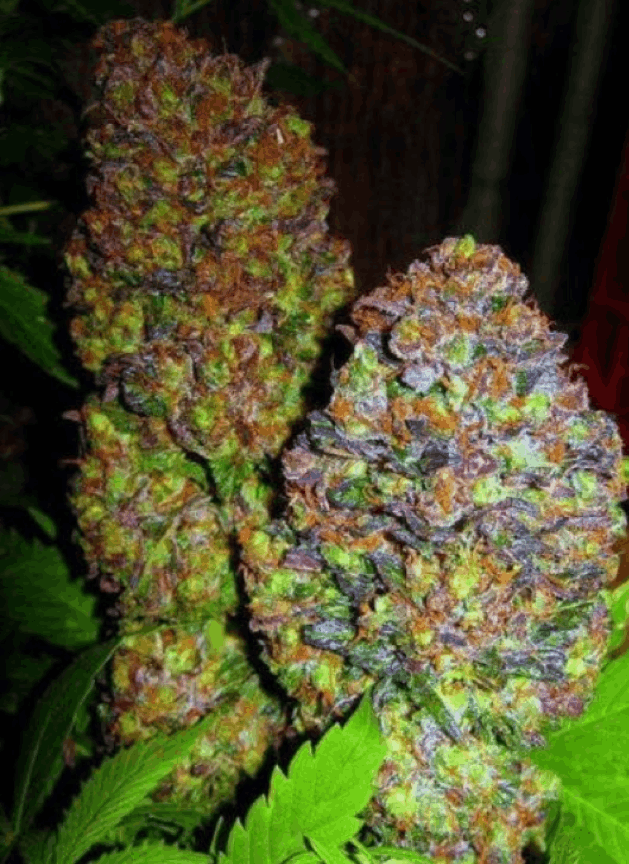 Phoenix Seeds - Blueberry