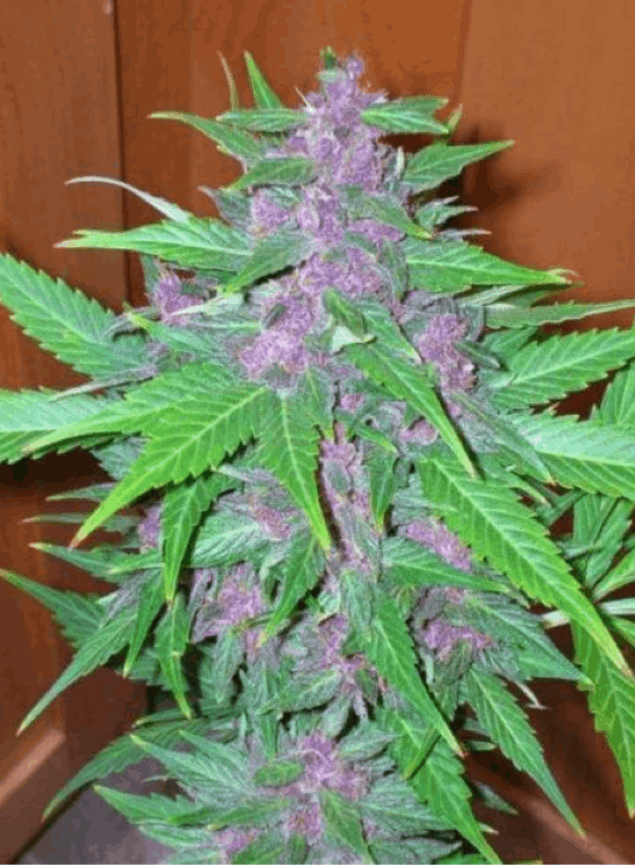 Phoenix Seeds - Good Shit autoflowering