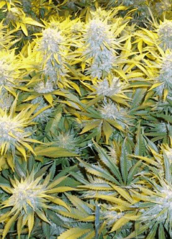 Phoenix Seeds - CBD Critical Mass