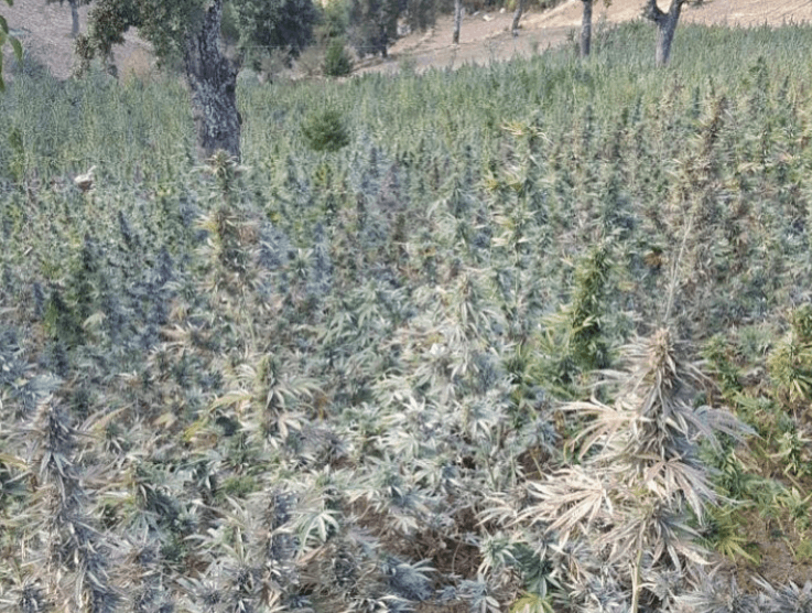 Plantformers - cannabis