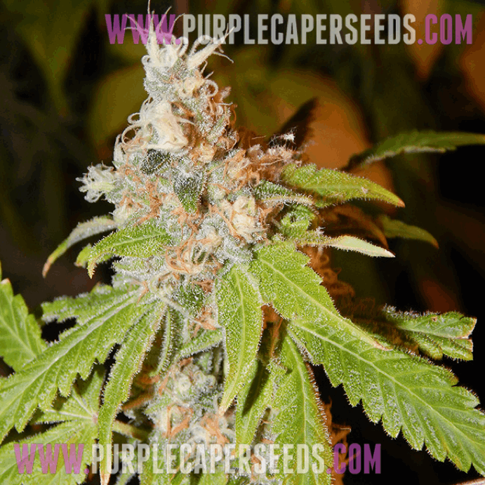 Purple Caper Seeds - Cookie Lady