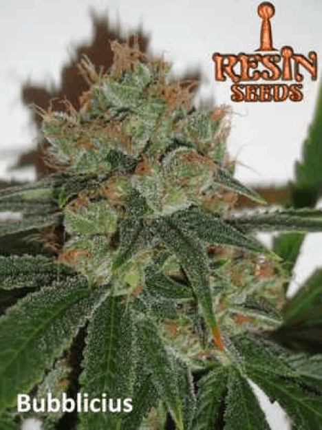 Resin Seeds - Bubblicius