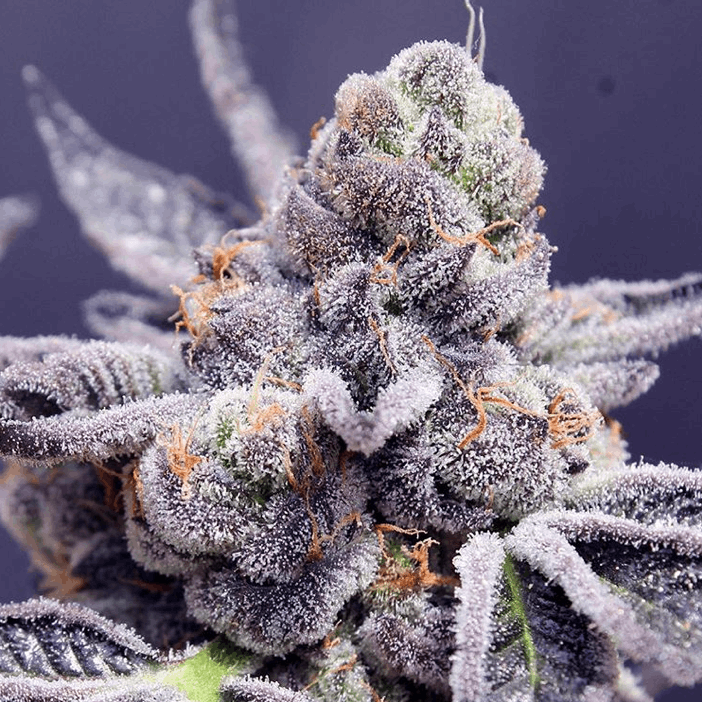 Ripper Seeds limited edition cannabis