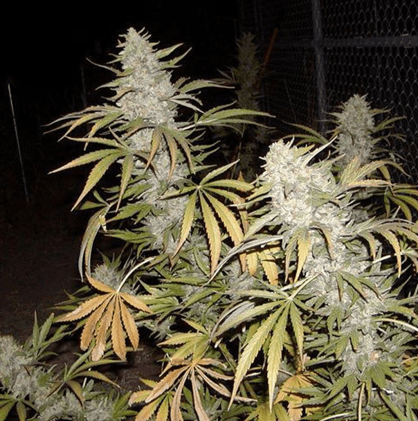 ROOR Seeds marijuana