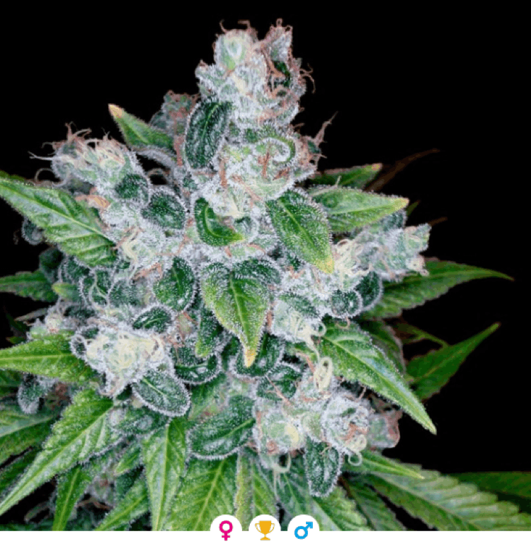 Reserva Privada - Kandy Kush