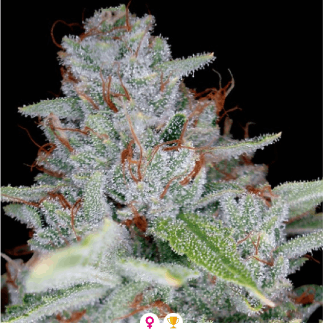 Reserva Privada - Skywalker Kush