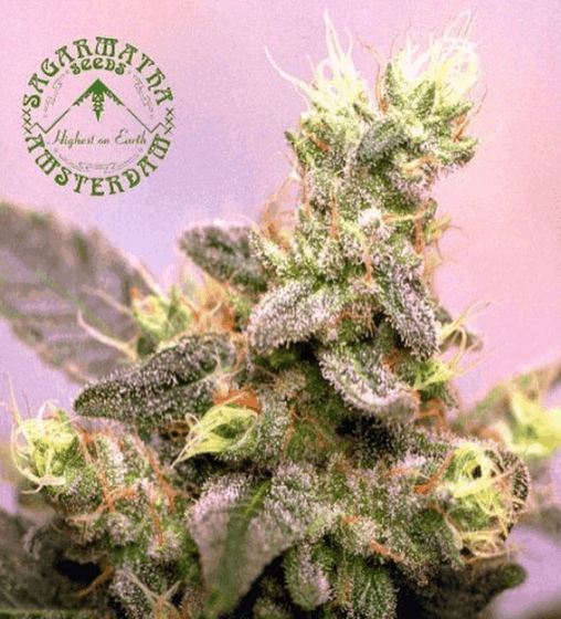 Sagarmatha Seeds - Yumboldt