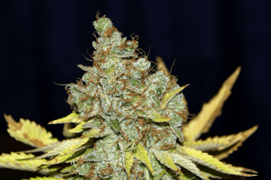 Nemesis seeds genetics