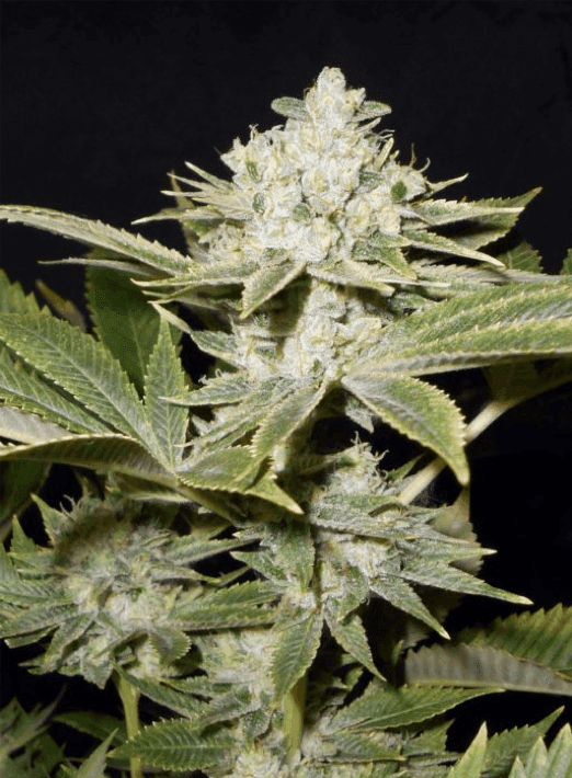 Seedism Seeds - Tangie's Gold