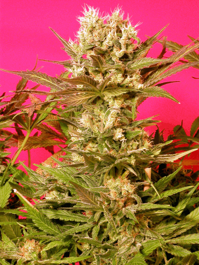 Motavation - Serious Seeds cannabis strain