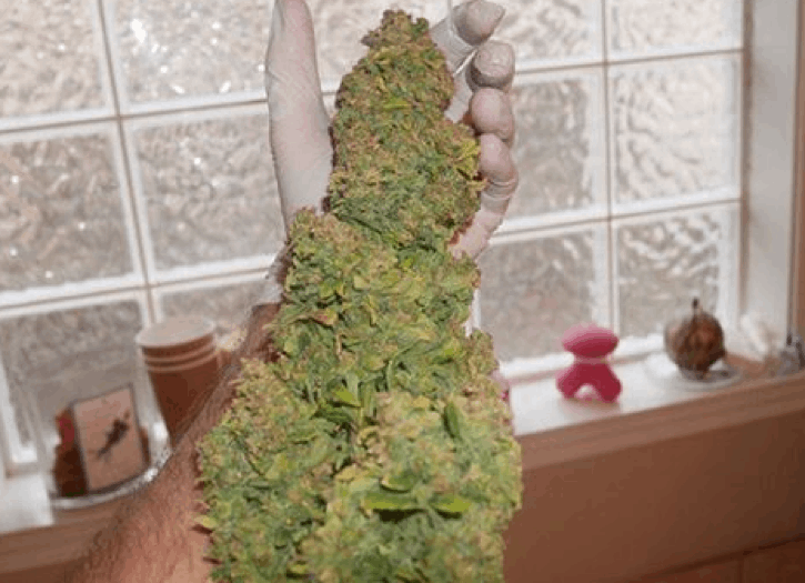 Short Stuff Seeds - Big Gun Auto