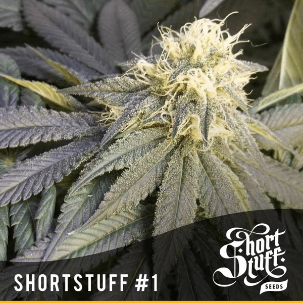 Short Stuff #1 cannabis