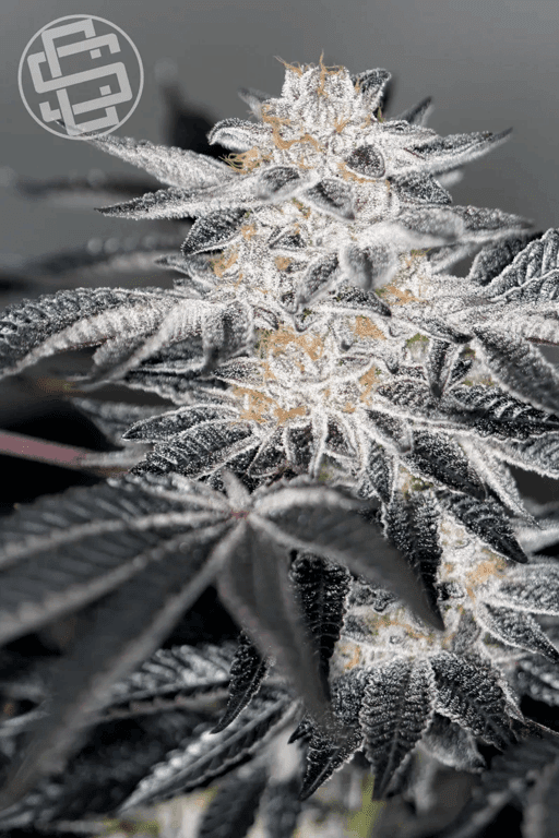 Sin City Seeds cannabis, white frosting