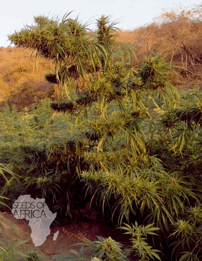 Malawi Gold - Seeds of Africa