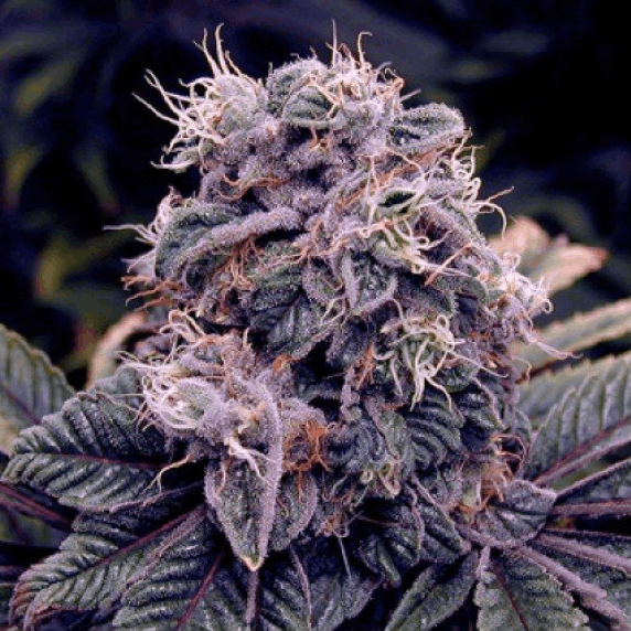 SPLIFF Seeds - Blueberry