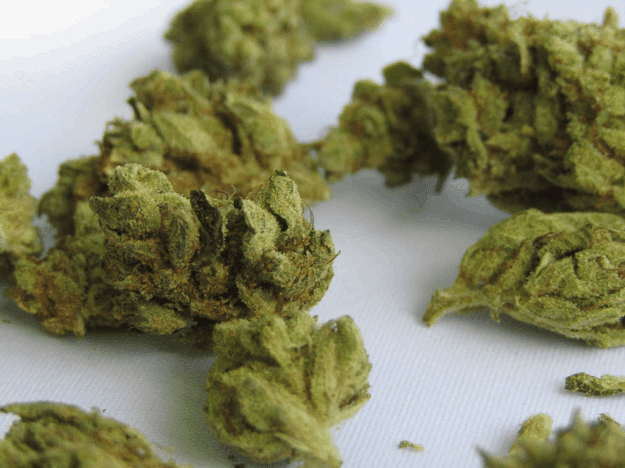 Cannabis green Kush